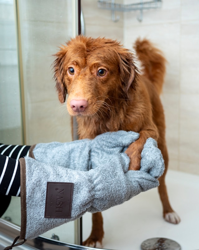 dog